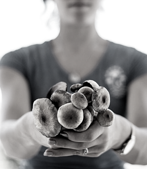 magic Mushrooms for Denise Rue piece carousel 470 x542